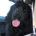 Nana Mon Chien  Terre-Neuve Femelle - Garde d'animaux à domicile