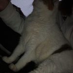 Chouquette Mon Chat  Croisé Femelle - Garde d'animaux à domicile