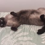 Youmi Mon Chat  Européen Femelle - Garde d'animaux à domicile