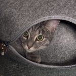 Willo Mon Chat  Européen Mâle - Garde d'animaux à domicile