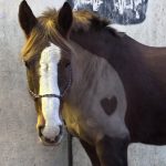 Avalanche Mon Cheval  Origine Non Constatée (ONC) Femelle - Garde d'animaux à domicile