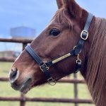 Émeraude Mon Cheval  Origine Non Constatée (ONC) Femelle - Garde d'animaux à domicile
