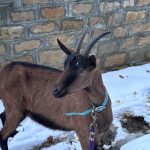 Capucine Ma Chèvre  Alpine Femelle - Garde d'animaux à domicile