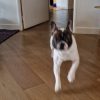 Images de profil de julia - Blooming Pets - Petsitting et garde d'animaux à domicile