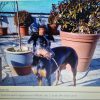 Images de profil de julia - Blooming Pets - Petsitting et garde d'animaux à domicile