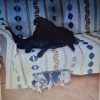 Images de profil de julia - Blooming Pets - Petsitting et garde d'animaux à domicile