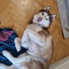 Images de profil de julia - Blooming Pets - Petsitting et garde d'animaux à domicile
