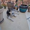 Images de profil de julia - Blooming Pets - Petsitting et garde d'animaux à domicile