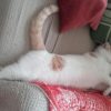 Images de profil de Julie - Blooming Pets - Petsitting et garde d'animaux à domicile