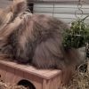 Images de profil de Julie - Blooming Pets - Petsitting et garde d'animaux à domicile