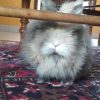 Images de profil de Julie - Blooming Pets - Petsitting et garde d'animaux à domicile