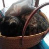 Images de profil de Julie - Blooming Pets - Petsitting et garde d'animaux à domicile
