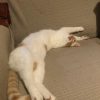 Images de profil de Julie - Blooming Pets - Petsitting et garde d'animaux à domicile