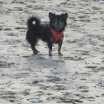 Toby Mon Chien  Chihuahua Mâle - Garde d'animaux à domicile