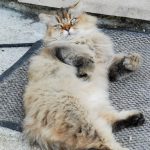 Sélestine Mon Chat  Highland Straight Femelle - Garde d'animaux à domicile