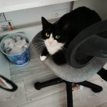 Mily Mon Chat  Européen Femelle - Garde d'animaux à domicile