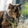 Images de profil de Julie - Blooming Pets - Petsitting et garde d'animaux à domicile