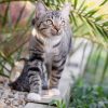 Images de profil de Julie - Blooming Pets - Petsitting et garde d'animaux à domicile