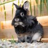 Images de profil de Julie - Blooming Pets - Petsitting et garde d'animaux à domicile