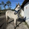 Images de profil de Julie - Blooming Pets - Petsitting et garde d'animaux à domicile