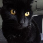 Koal Mon Chat  Européen Mâle stérilisé - Garde d'animaux à domicile