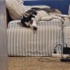 Images de profil de Julie - Blooming Pets - Petsitting et garde d'animaux à domicile