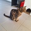 Images de profil de Julie - Blooming Pets - Petsitting et garde d'animaux à domicile