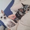 Images de profil de Julie - Blooming Pets - Petsitting et garde d'animaux à domicile
