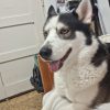 Images de profil de Julie - Blooming Pets - Petsitting et garde d'animaux à domicile