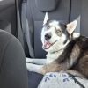 Images de profil de Julie - Blooming Pets - Petsitting et garde d'animaux à domicile