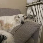 Volga Mon Chien  Barzoï Femelle - Garde d'animaux à domicile