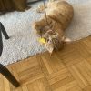 Images de profil de Juliette - Blooming Pets - Petsitting et garde d'animaux à domicile