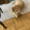 Images de profil de Juliette - Blooming Pets - Petsitting et garde d'animaux à domicile