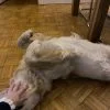 Images de profil de Juliette - Blooming Pets - Petsitting et garde d'animaux à domicile