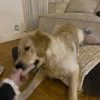 Images de profil de Juliette - Blooming Pets - Petsitting et garde d'animaux à domicile