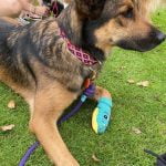 Rusty Mon Chien  Berger Belge Malinois Mâle stérilisé - Garde d'animaux à domicile