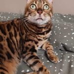 Odessa Mon Chat  Bengal Femelle stérilisée - Garde d'animaux à domicile