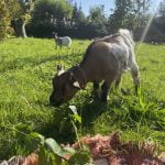USA Ma Chèvre  Naine Mâle stérilisé - Garde d'animaux à domicile