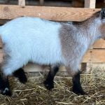 U2 Ma Chèvre  Naine Mâle stérilisé - Garde d'animaux à domicile