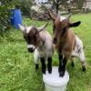 Images de profil de Justine - Blooming Pets - Petsitting et garde d'animaux à domicile