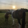 Images de profil de Justine - Blooming Pets - Petsitting et garde d'animaux à domicile