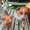 Images de profil de Justine - Blooming Pets - Petsitting et garde d'animaux à domicile