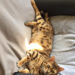 Rory Mon Chat  Bengal Mâle - Garde d'animaux à domicile