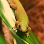 Gecko diurne à poussière d’or Mon Lézard  Gecko Géant de Madagascar (Rhacodactylus Leachianus) Femelle - Garde d'animaux à domicile