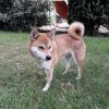 Images de profil de Justine - Blooming Pets - Petsitting et garde d'animaux à domicile