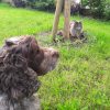 Images de profil de Justine - Blooming Pets - Petsitting et garde d'animaux à domicile