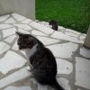 Images de profil de Justine - Blooming Pets - Petsitting et garde d'animaux à domicile