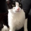 Images de profil de Justine - Blooming Pets - Petsitting et garde d'animaux à domicile