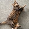 Images de profil de Justine - Blooming Pets - Petsitting et garde d'animaux à domicile
