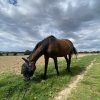 Images de profil de Justine - Blooming Pets - Petsitting et garde d'animaux à domicile